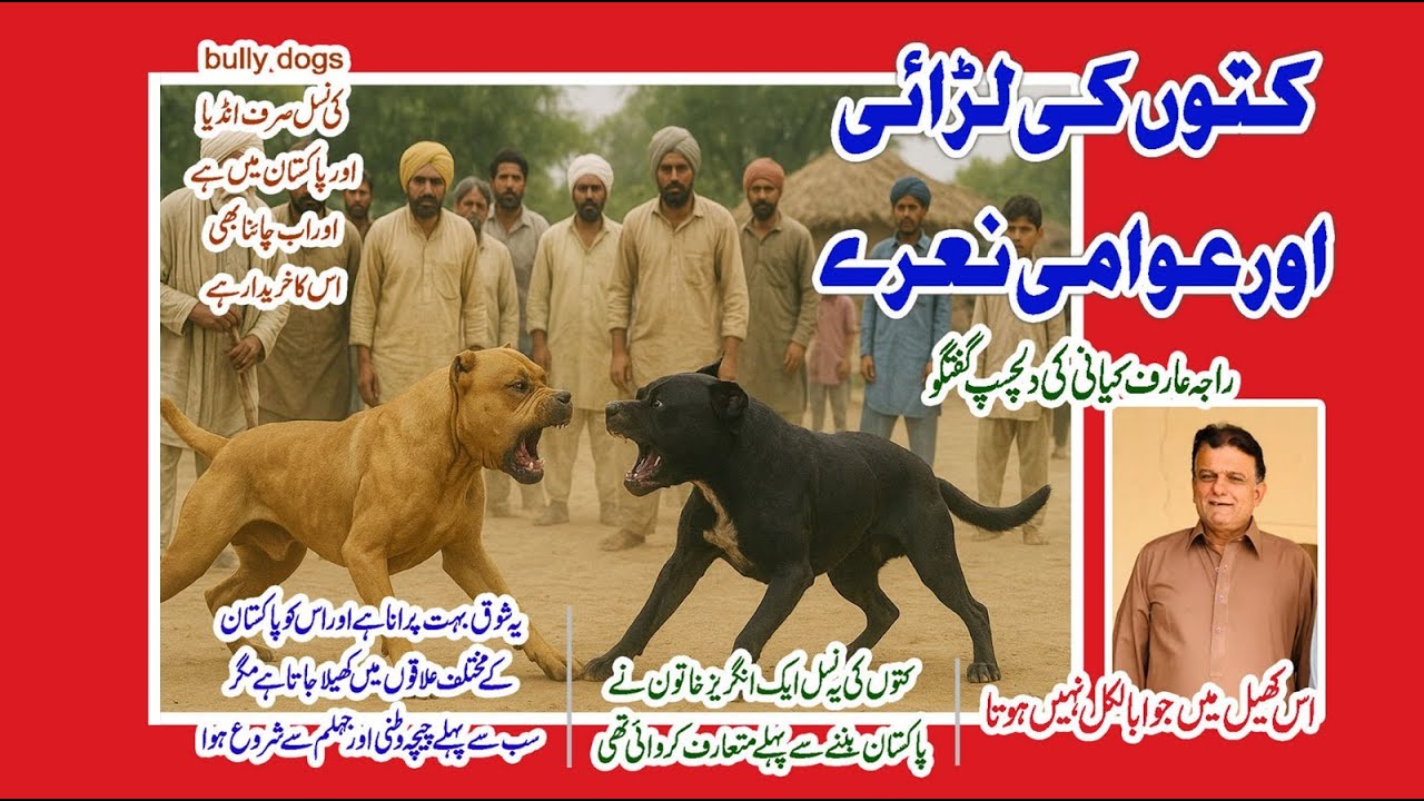 کتوں کی لڑائی اور عوامی نعرے