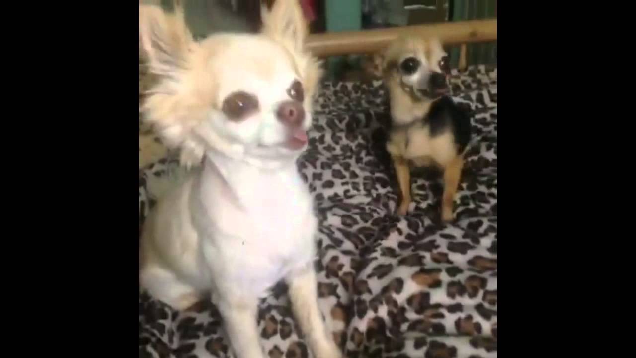 Pet Vines Compilation   April 2014 Week 3