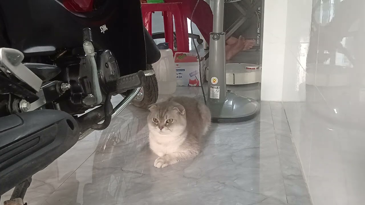 You Laugh You Lose😪Funniest Dogs and Cats 2025😻👋