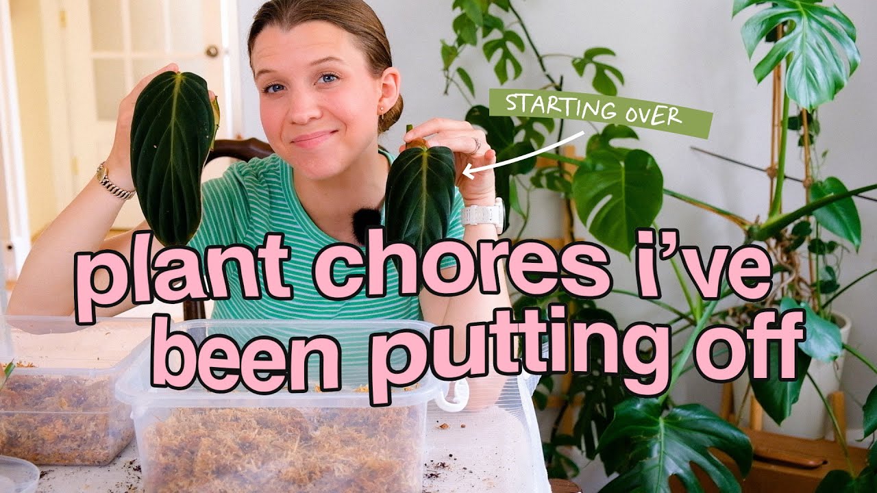 let's do plant chores together ✨ repotting p. mamei & chopping up p. gigas