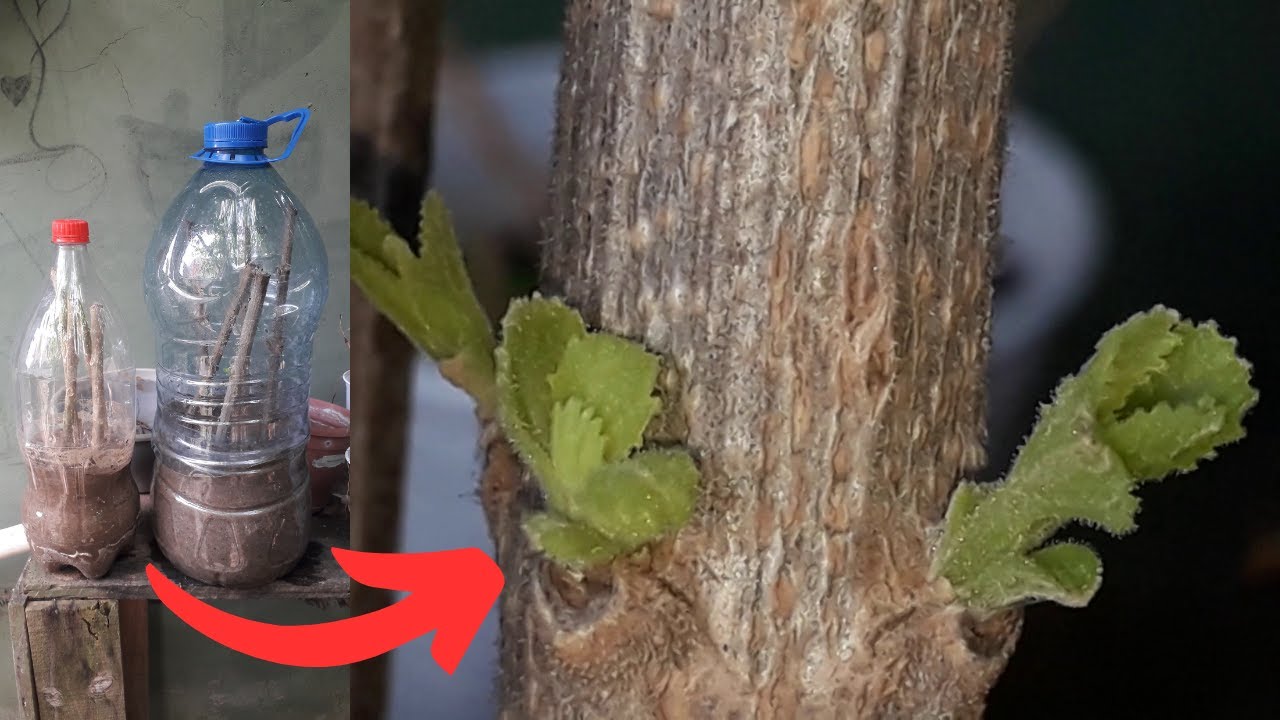 COMO FAZER UMA ESTUFA DE GARRAFA PET (Mutre e Fruto do Sabiá)