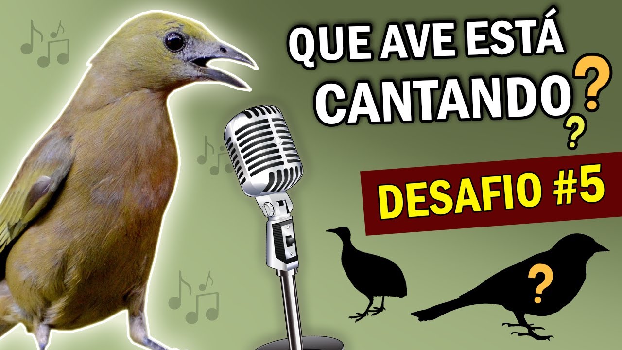 VOCÊ SABE QUE PÁSSARO ESTÁ CANTANDO??  ADIVINHE o canto das aves no TESTE DE PASSARINHO DESAFIO#5
