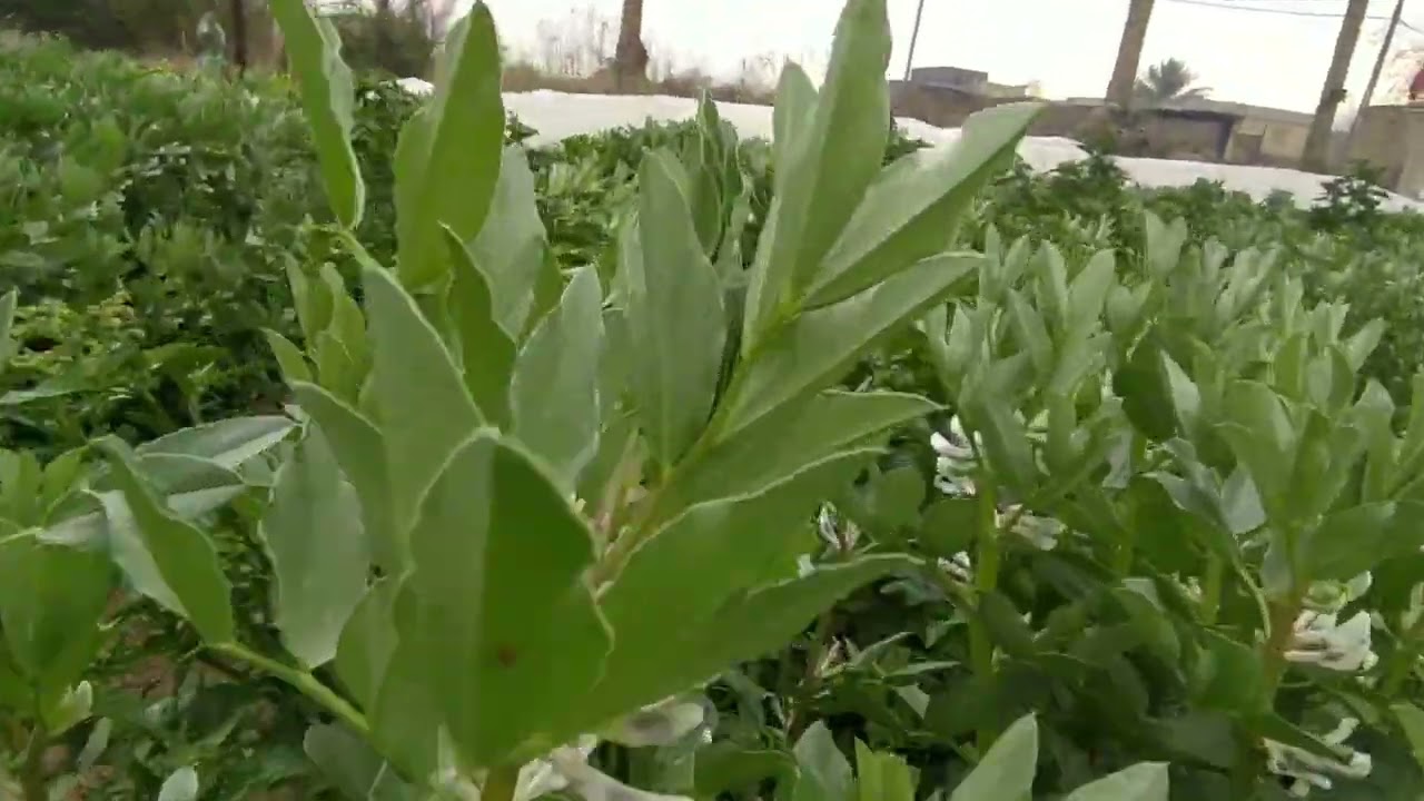 ذكريات محمد السلطاني في المزرعة 2024/2/1