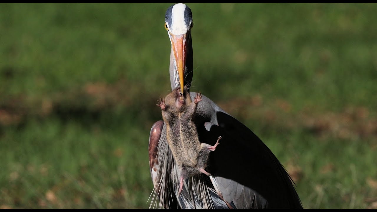 Gorgeous Great Blue Heron and Great Egret Hunting Gophers