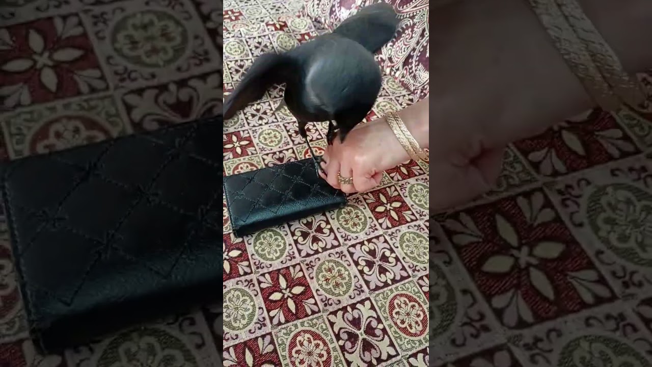 پشمک تصمیم گرفته کیف پول مال خودش باشه، هر کی نزدیک میشه نوک می‌خوره 😅🖤