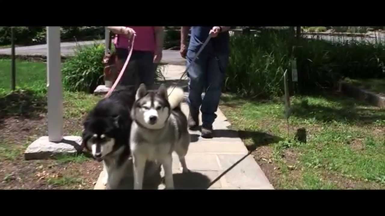 Doylestown Veterinary Hospital