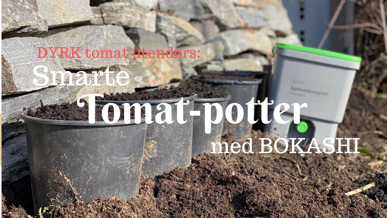 Smart tomat-potte med bokashi | Lag egen jord og dyrk tomater utendørs