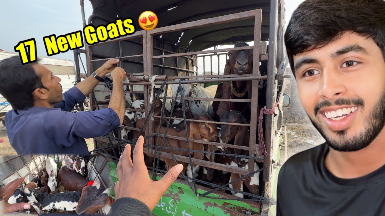 Gari Baar Ke Bakriyan Aa Gayi 😍 17 New Janwar Aa Gaye 🏡 Ghar Lee Aye 