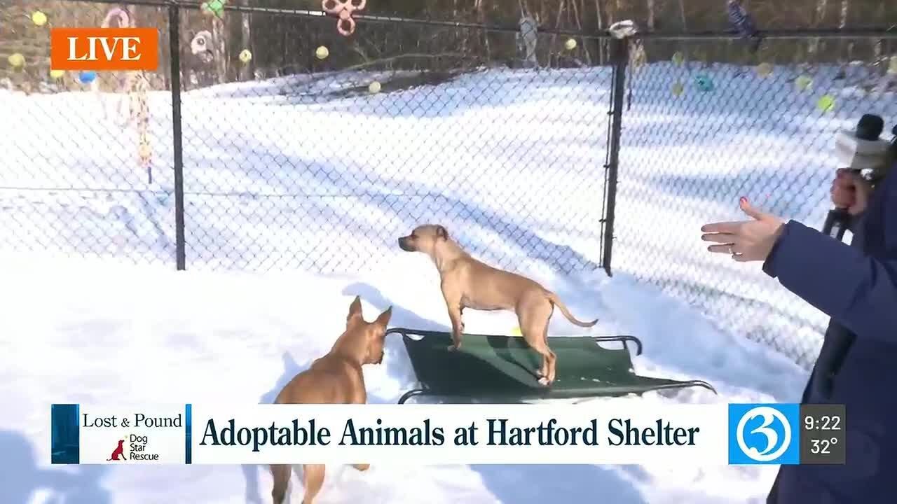Lost & Pound Hartford Shelter
