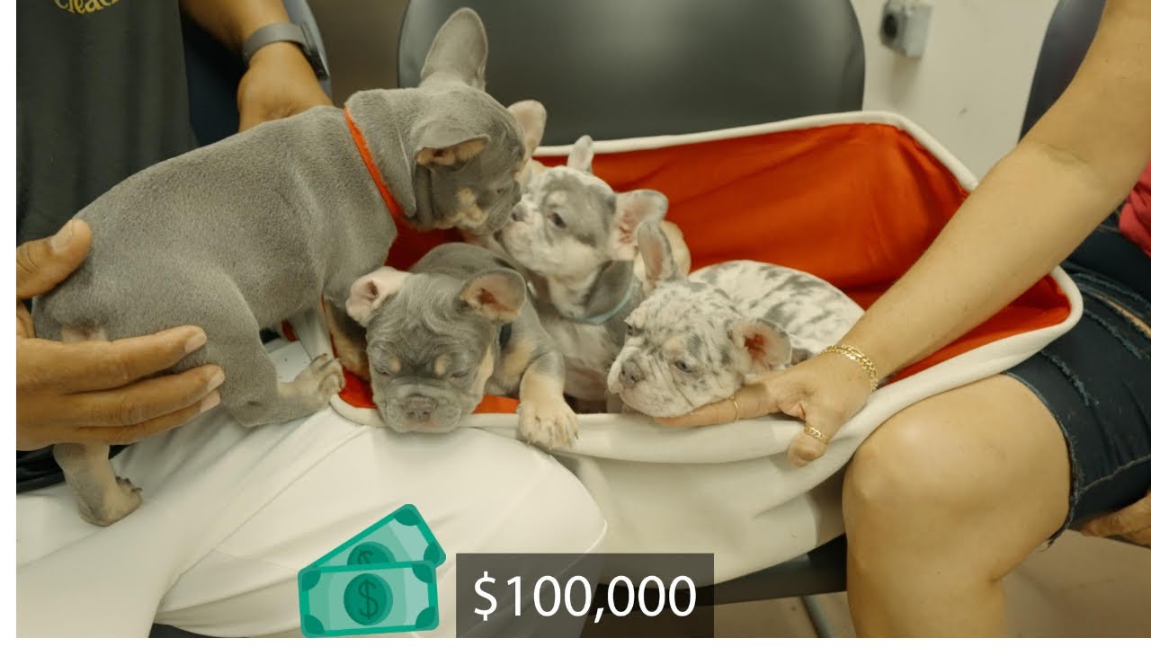 Rare And Expensive French Bulldog ($100,000 Puppies)