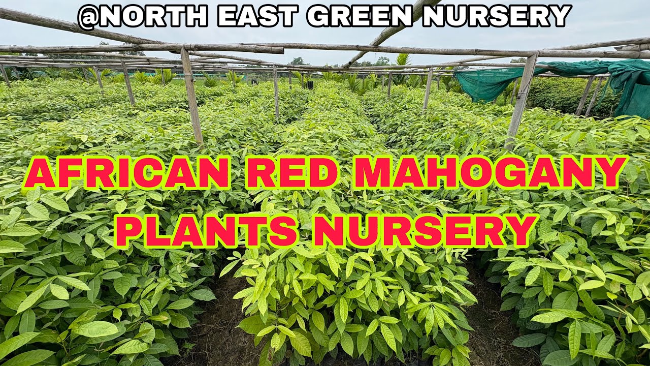 AFRICAN RED MAHOGANY PLANTS NURSERY || AFRICAN MAHOGANY PLANTS FARMING #mahogany #mahoganywood #farm