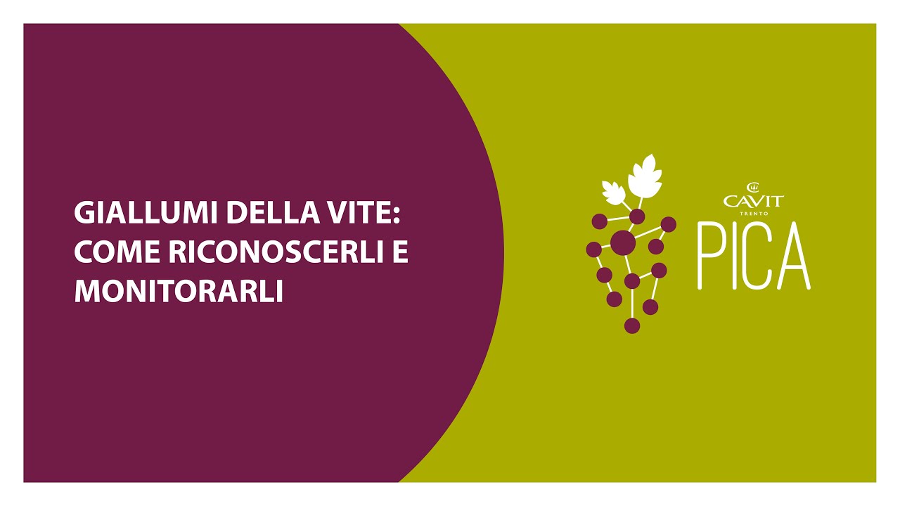 Giallumi della vite: come riconoscerli e monitorarli