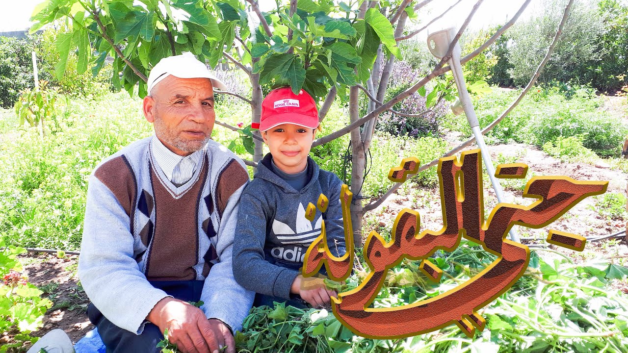 جني البقولة (الخبيزة) مع جدي بلقاسم With my grandfather reaping the legumes 😅❣
