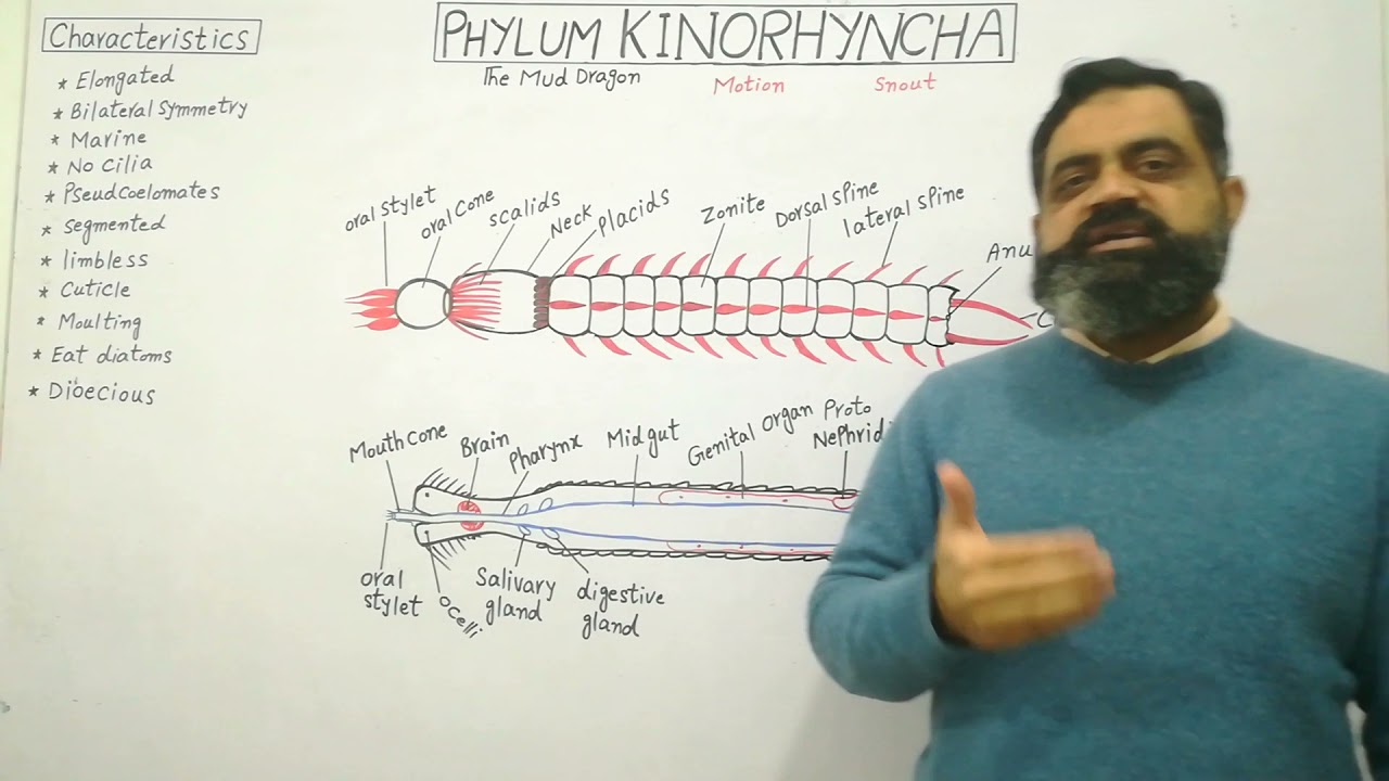 Phylum Kinorhyncha Urdu /Hindi medium @prof.masoodfuzail |Kinorhynchans | Mud dragon
