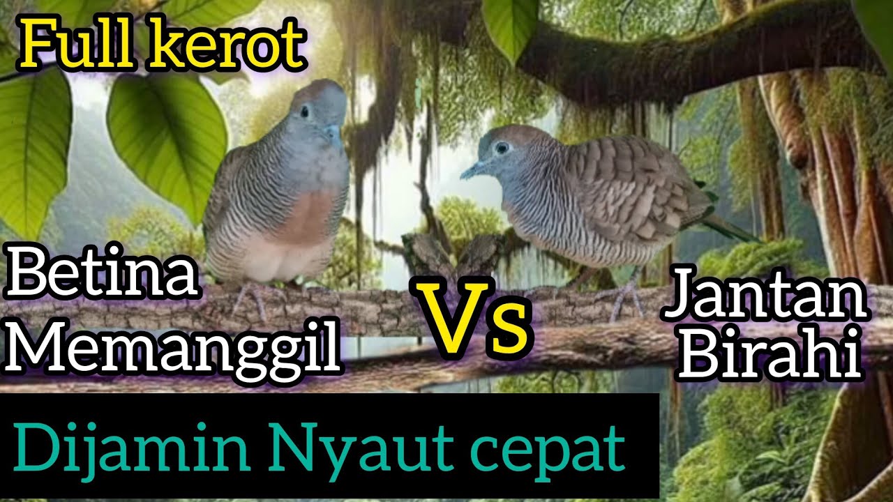 perkutut lokal betina memanggil jantan birahi FULL KEROT dijamin naik birahi dan nyaut gacor.