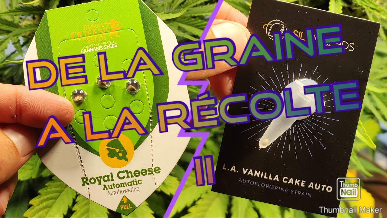 1- De la Graine a La R&eacute;colte !! Part 1 Germination+ Croissance et D&eacute;but de Floraison