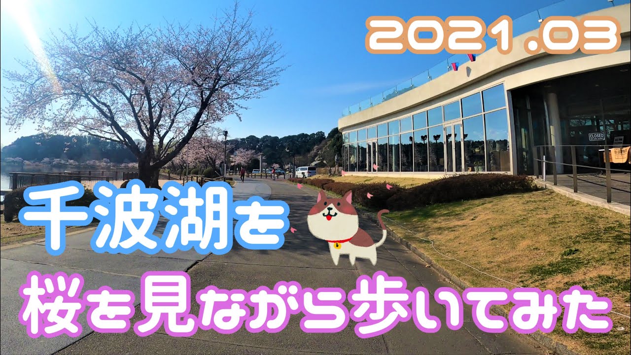 《茨城県水戸市》千波湖を桜を見ながら歩いてみました(^^♪　2021年3月