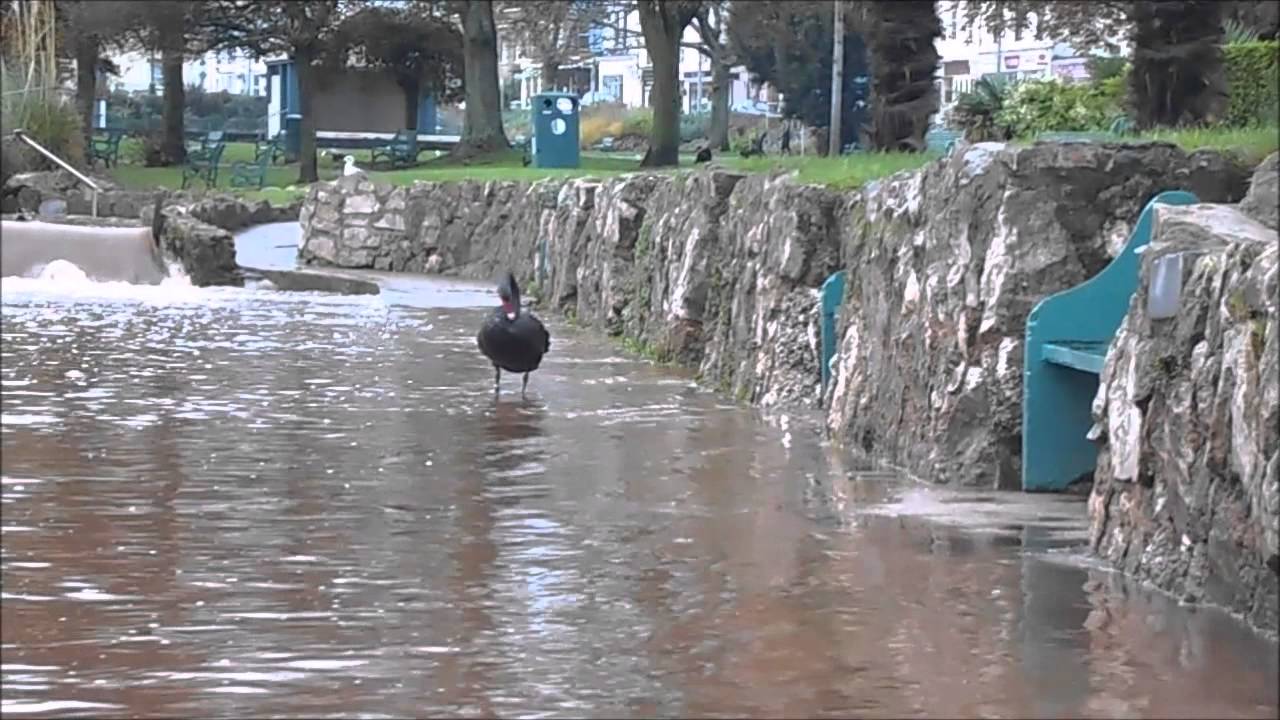 Dawlish Brook  Nov 16, 2014