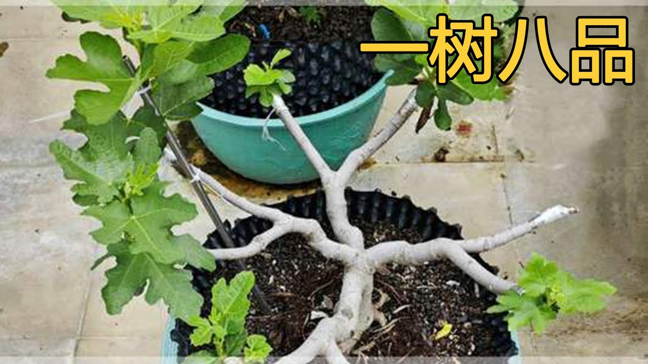 盆栽一树八品无花果嫁接成活后如何管理？一掐一撑，轻松拿捏！ #一树多品无花果 #盆栽无花果 #无花果 #无花果种植 #多品种无花果