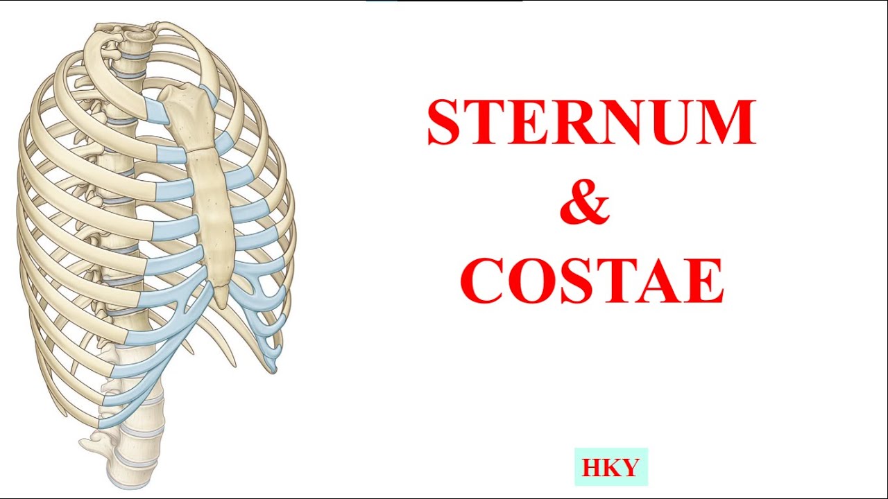 3- Sternum & Costae