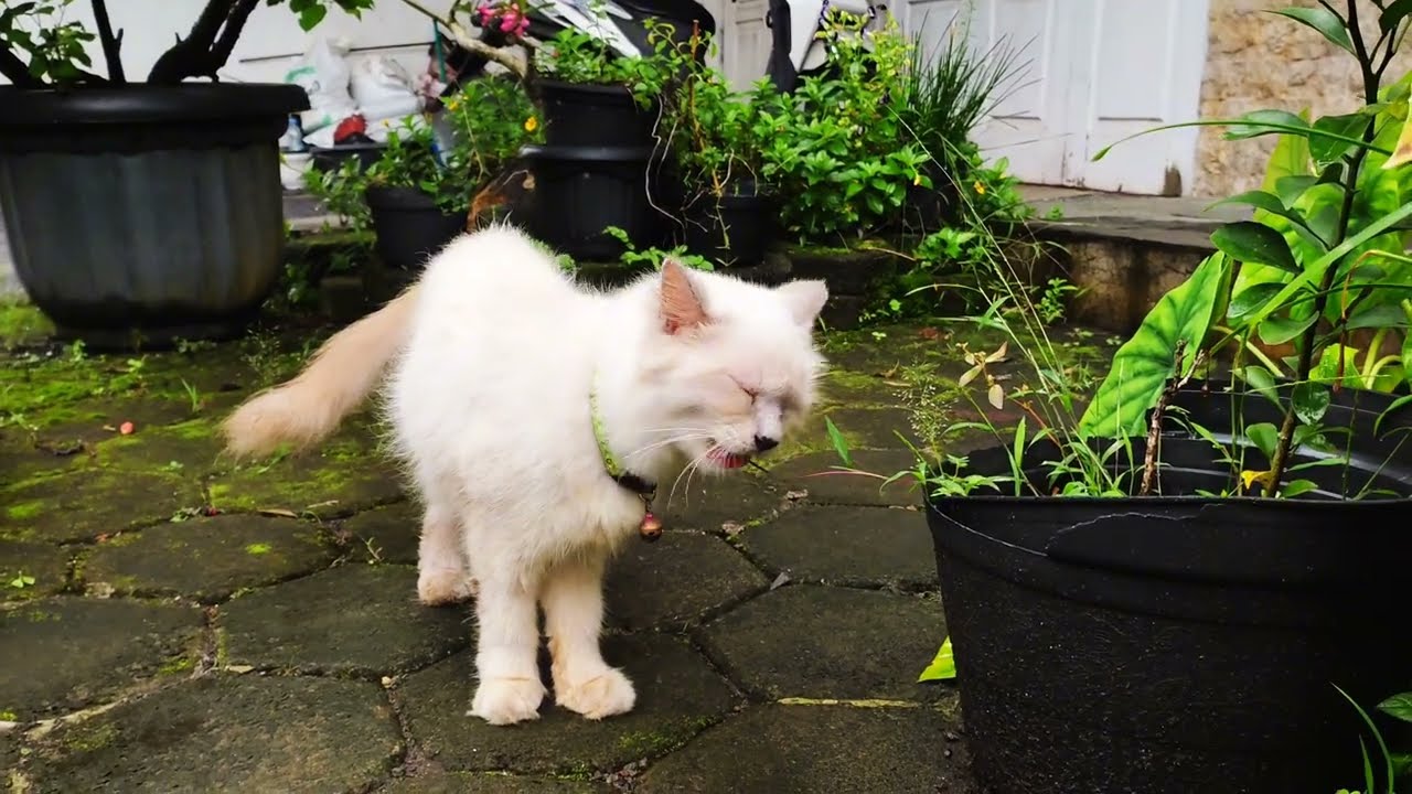 Alert Mode: What Did Snow Hear in the Garden?