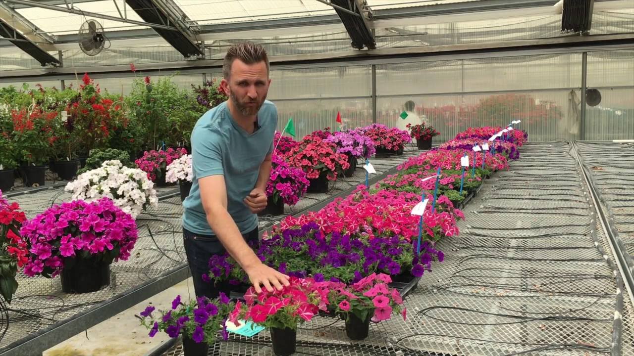 ColorRush Petunia Culture Trial: PGR Study