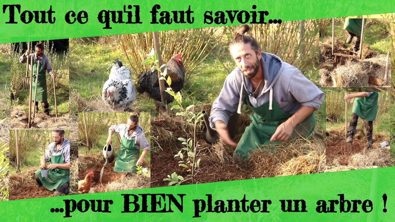 Tout savoir pour BIEN planter un arbre !