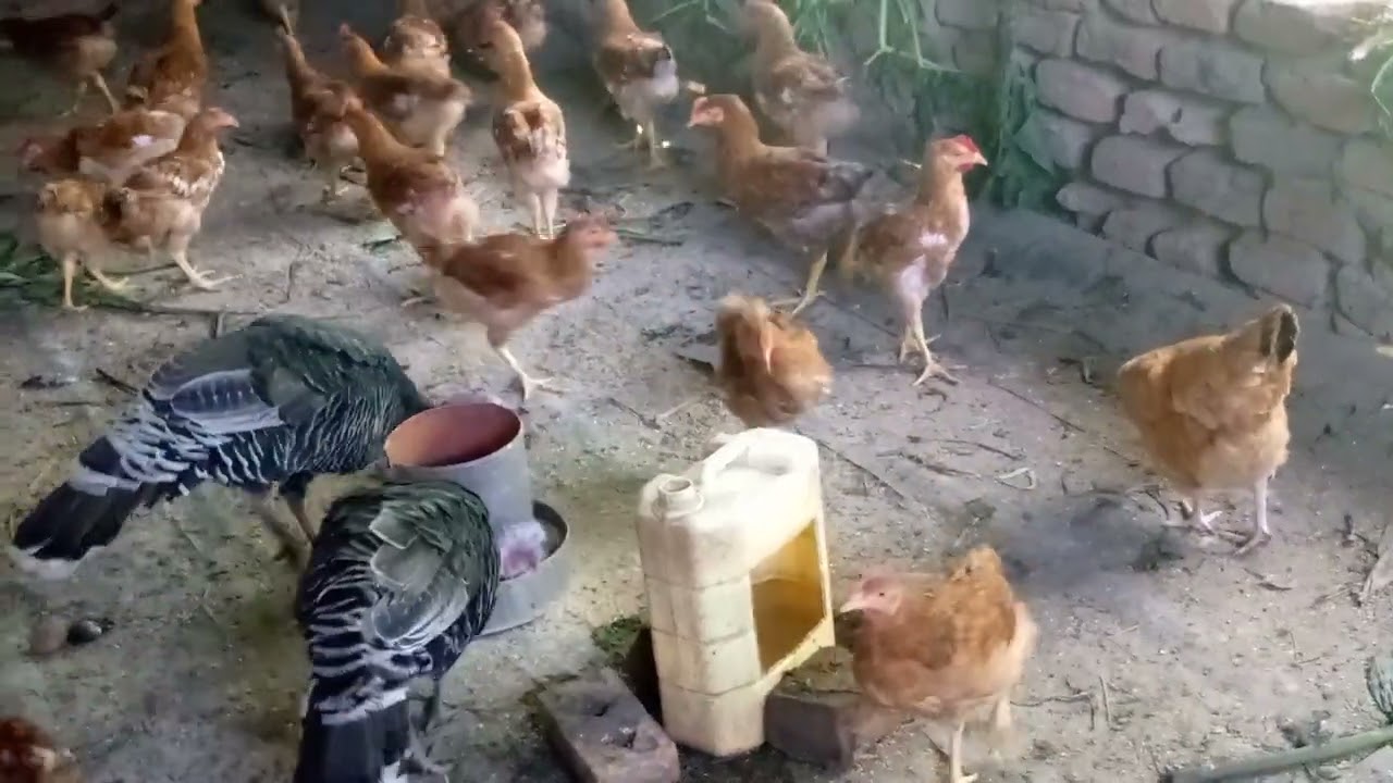 Abasoga babasabye okwaya ekooko ekika kya mpanga nti dileta sente okusingaku ekika kyakazi.