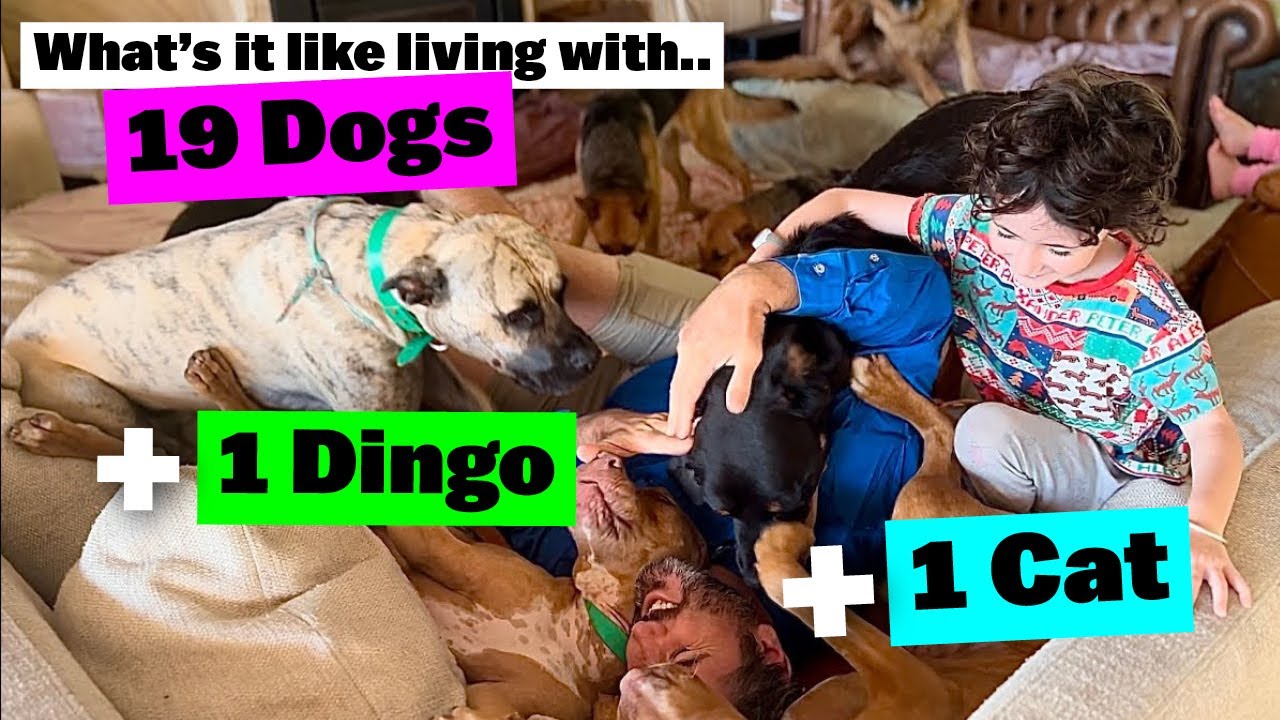 What it’s like Living with 19 Dogs + 1 Dingo + 1 Cat