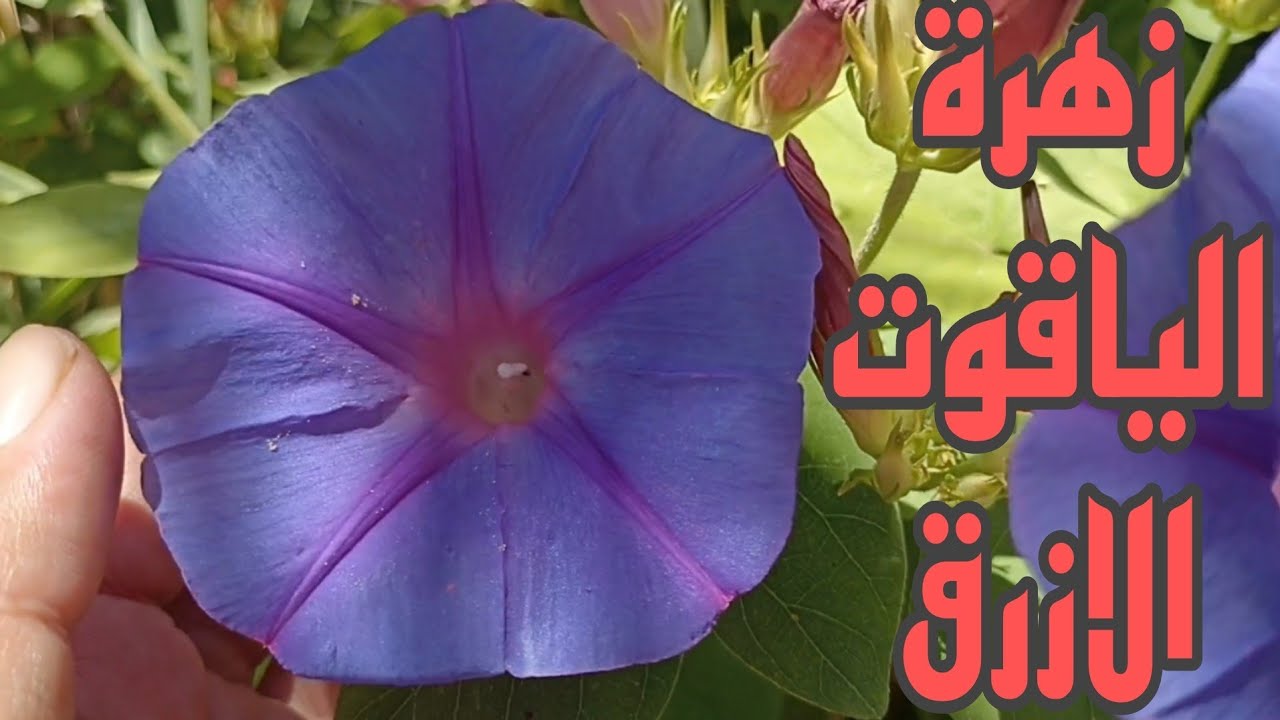 أزهار الياقوت الأزرق الخلابة/ Ipomoea indica.