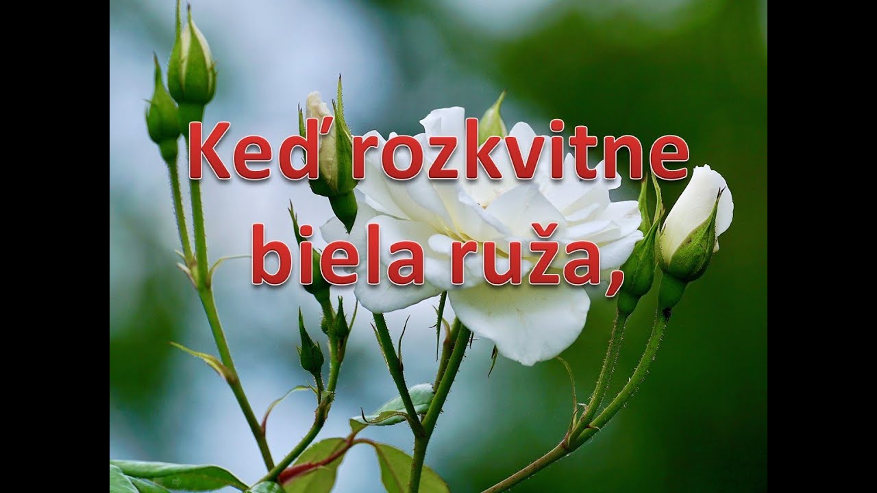 Keď rozkvitne biela ruža, Slovenská Ľudová pieseň. Akordeón klikni pre Odber. Popis a text, nižšie.