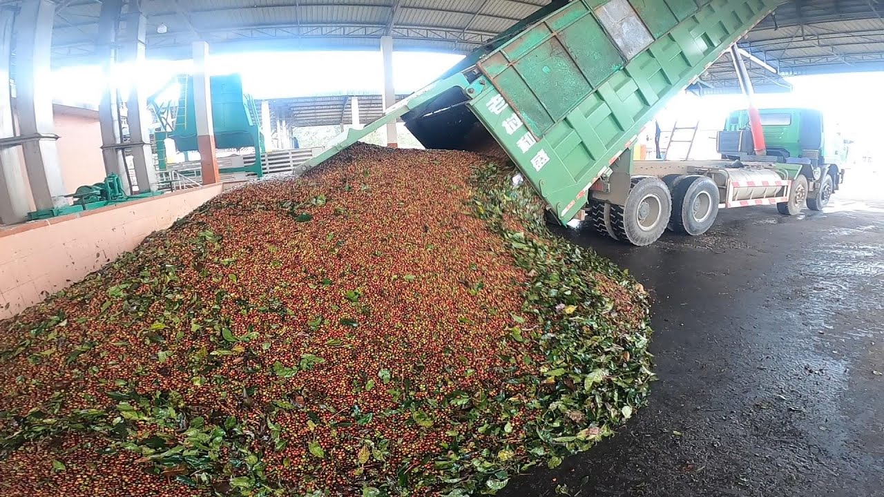 120 TONS WET MILL DAO COFFEE | COFFEE PULPER UNIT |LAO COFFEE PLANTATION