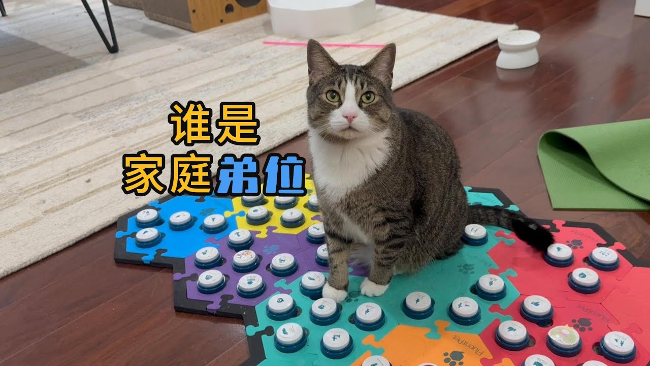 福福心中的家庭排位很明确了