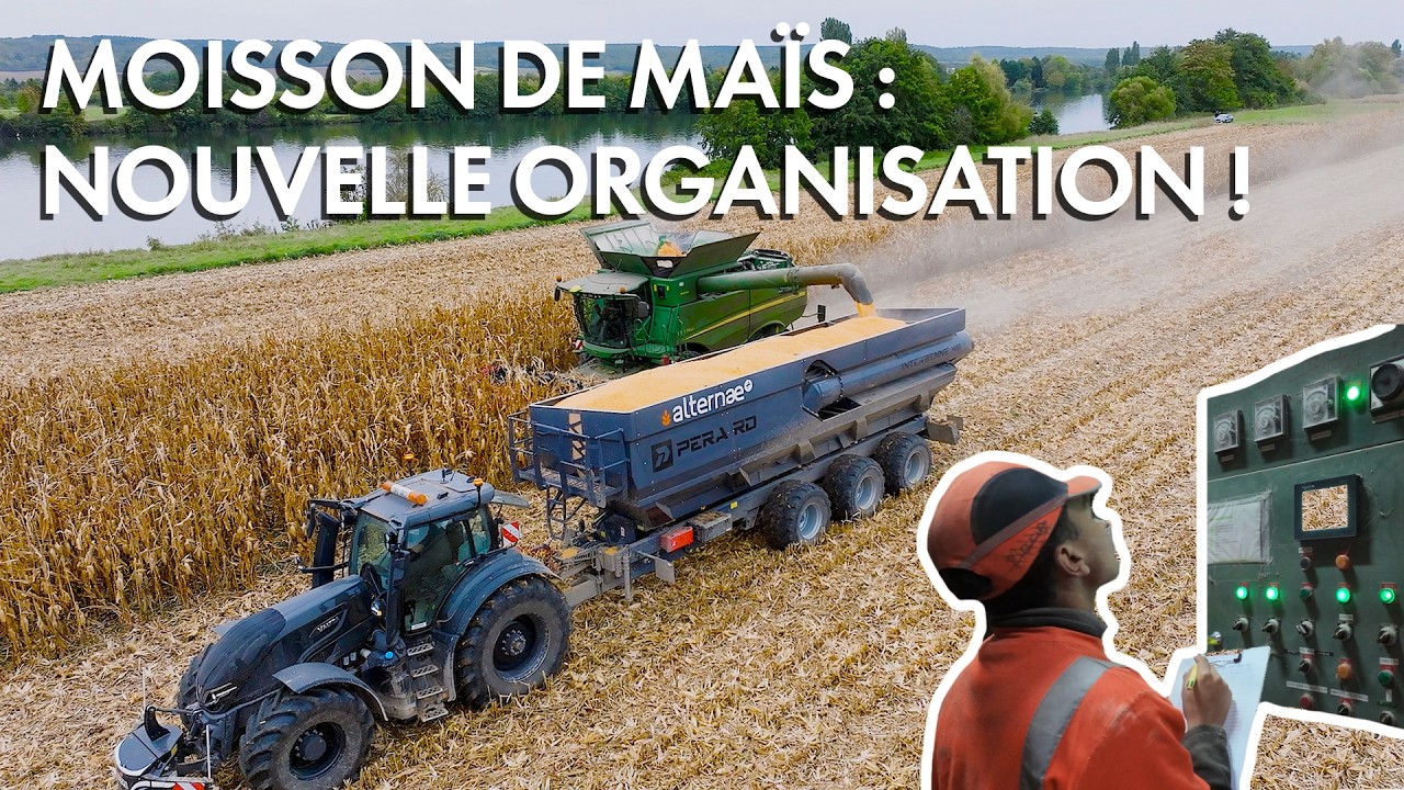 La moisson de MAÏS chez ALTERNAE