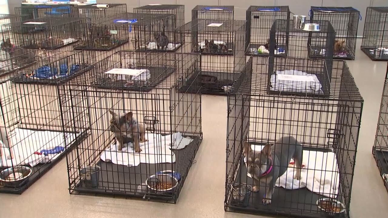 Proposal to crack down on illegal breeders across the Las Vegas Valley