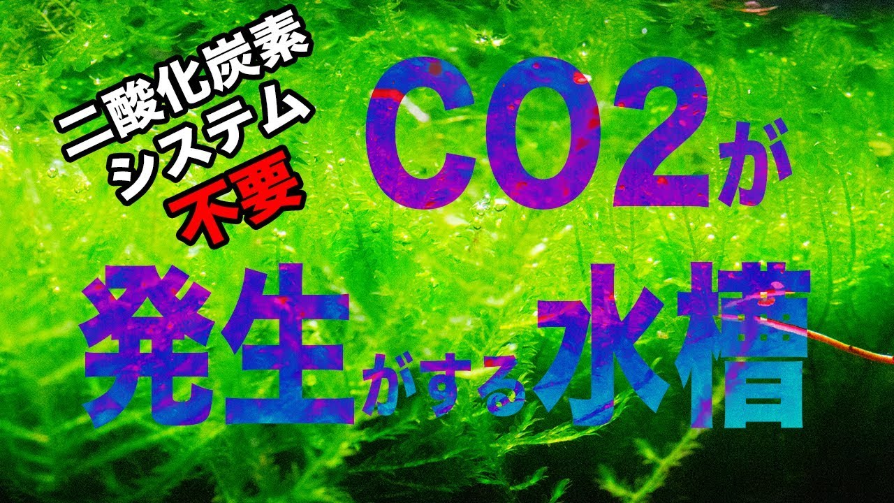 【アクアリウム】CO2システムが必要ない濾過の秘密　二酸化炭素が出る水槽