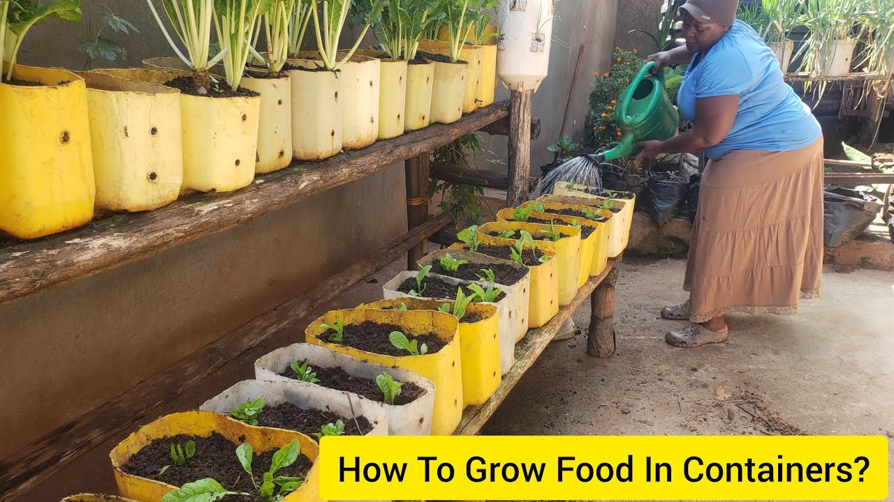 Container Gardening.  We Nolonger Buy Vegetables.  We Grow All What We Need In Containers. 