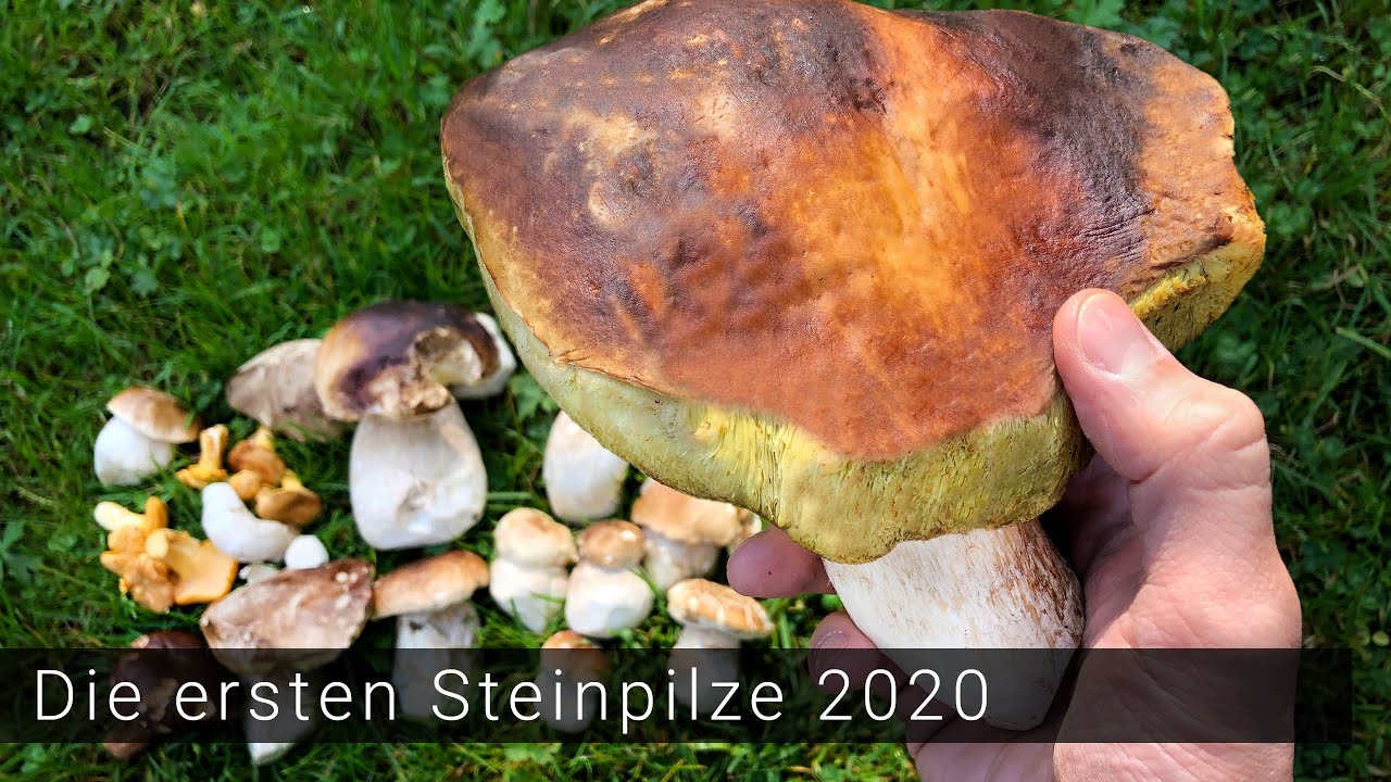 Die ersten Steinpilze - Pilze sammeln 2020