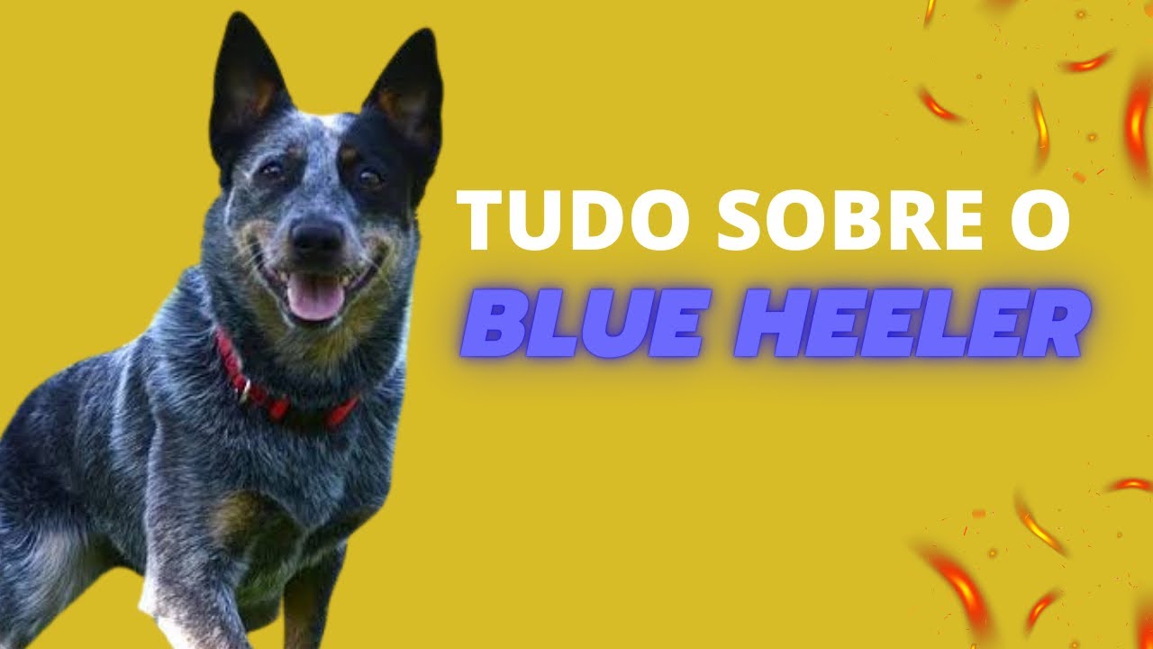 Boiadeiro Australiano , Blue Heeler, Australian Cattle Dog  ( origem, personalidade, comportamento)