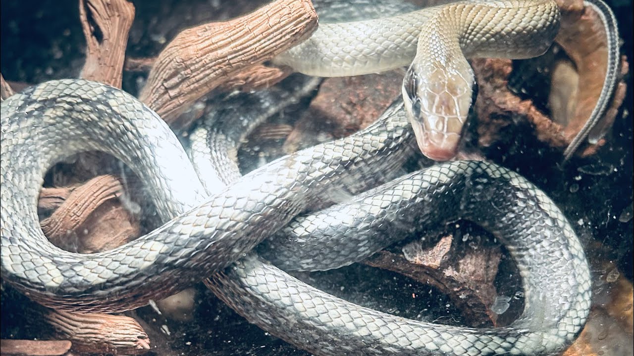 BASKING BLUE BEAUTY