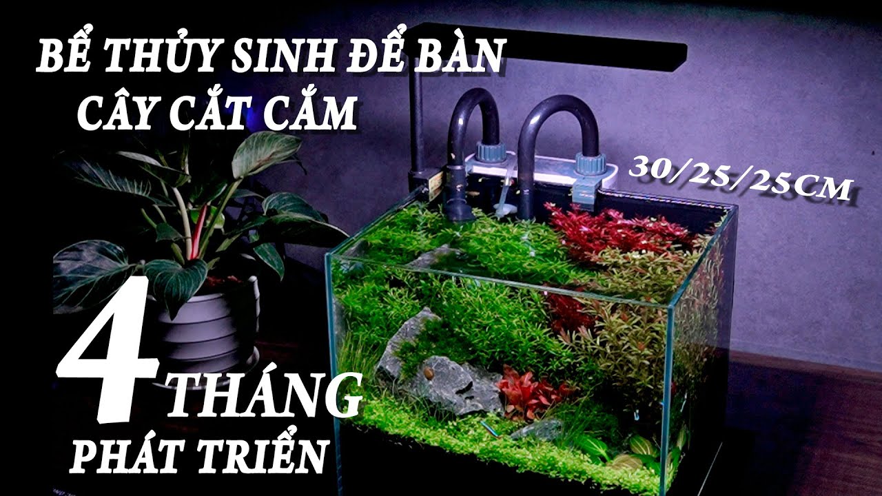 Bể thủy sinh Mini| C&acirc;y cắt cắm để b&agrave;n - ph&aacute;t triển sau 4 th&aacute;ng | Tank : 30/25/25cm #kenhthuysinh p63