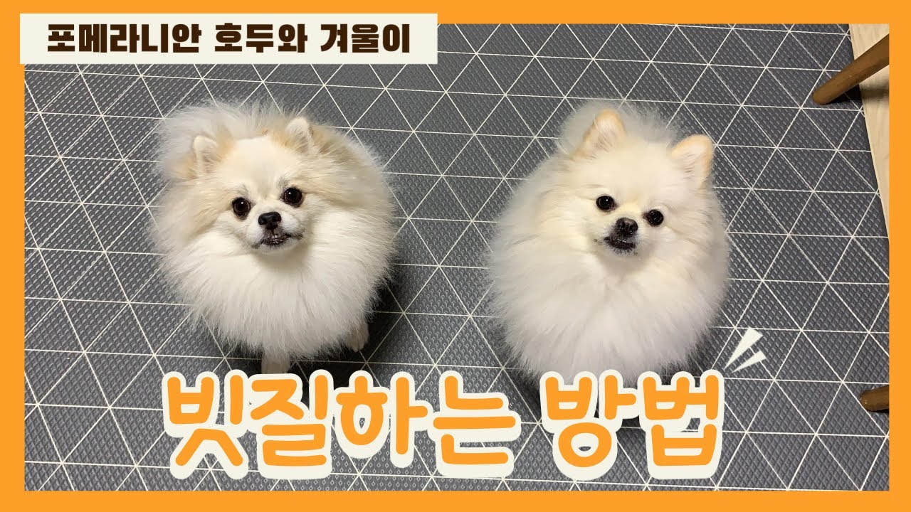 호두겨울 | 포메라니안 빗질하는 방법 / Dog grooming