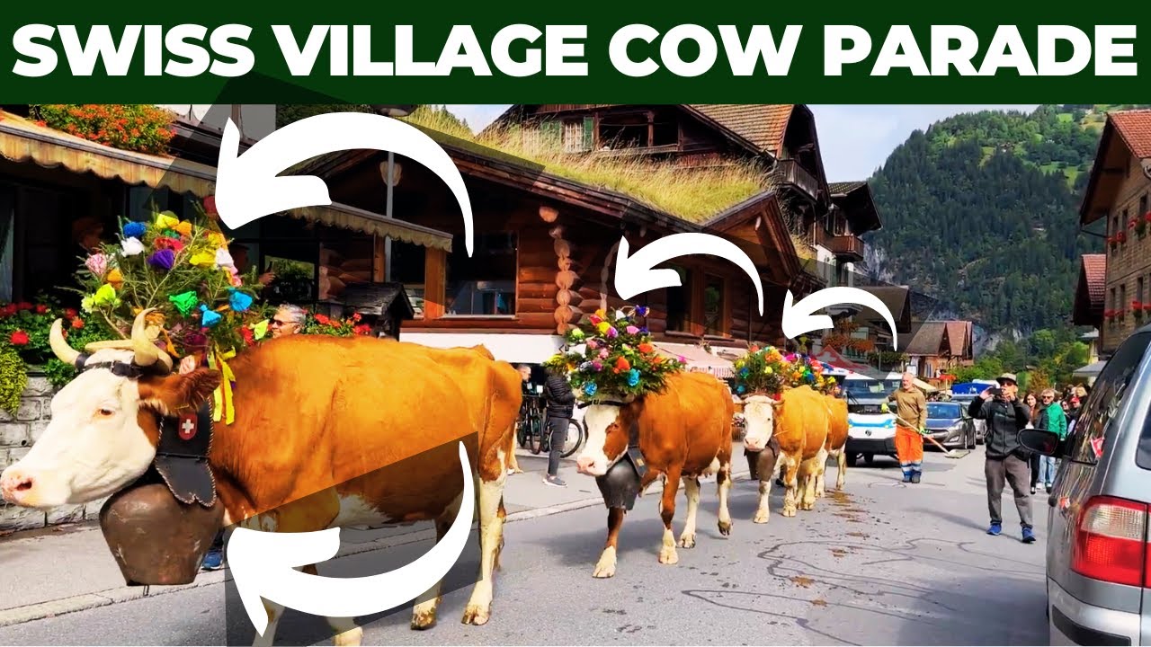 Swiss Village Cow Parade Festival | Celebrating Tradition In Switzerland
