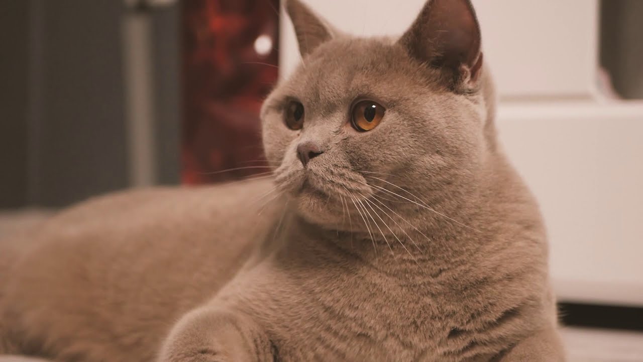 BKH  Katzen 01.2021