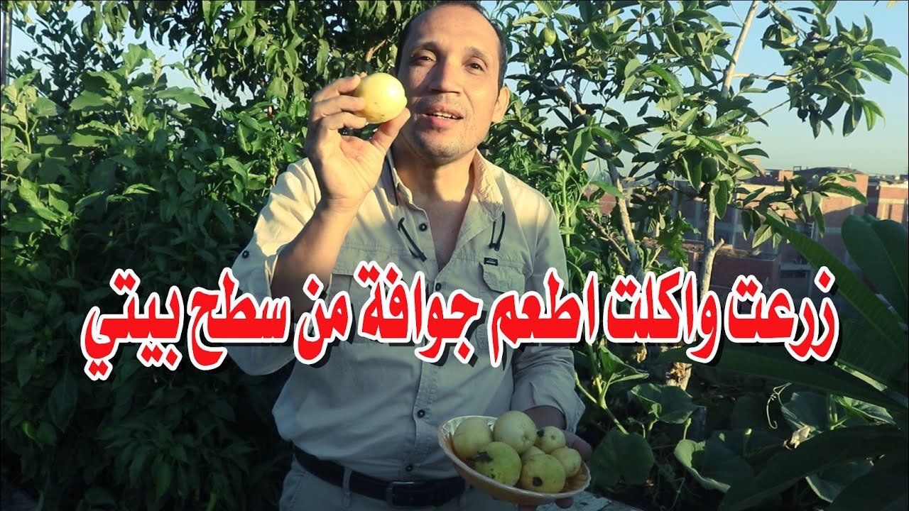 نجاح زراعة شجر الجوافة فوق الاسطح شوف بنفسك حصاد الجوافه وتعلم طريقة الزراعة @VillageFarmerTamil