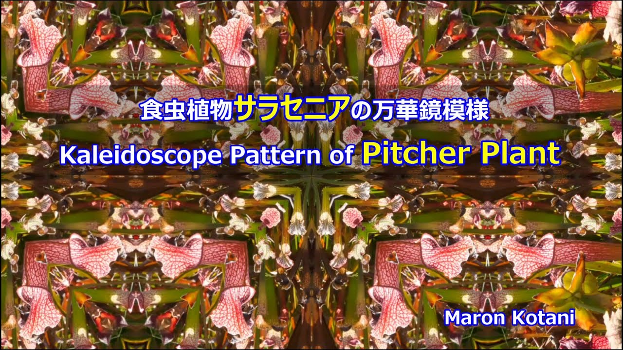 食虫植物サラセニアの万華鏡模様 / Kaleidoscope Pattern of Pitcher Plant