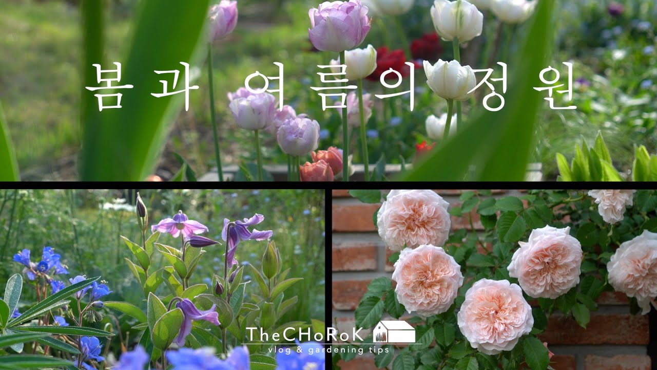 2022년 봄과 여름의 정원 | 작년 정원 모음집 | my last year's garden