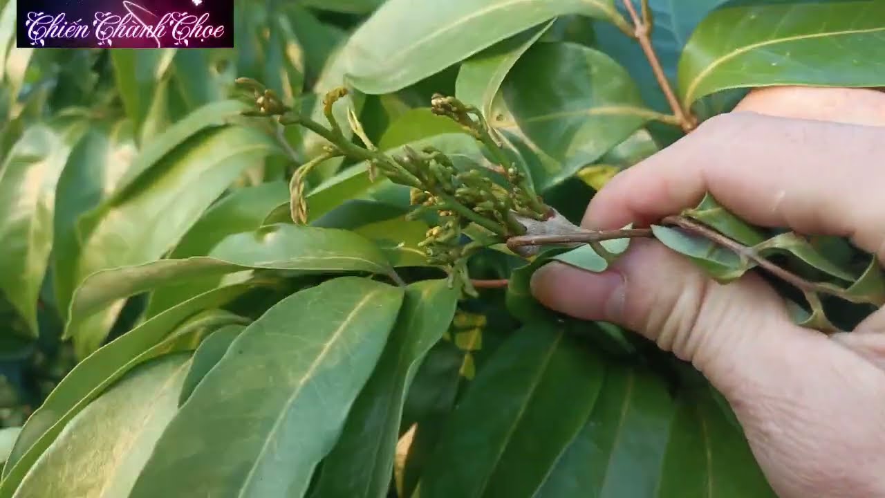 Thời điểm phun phòng trừ sâu bệnh cho vải u hồng 12/1/2026 ||Chiến chành choẹ 