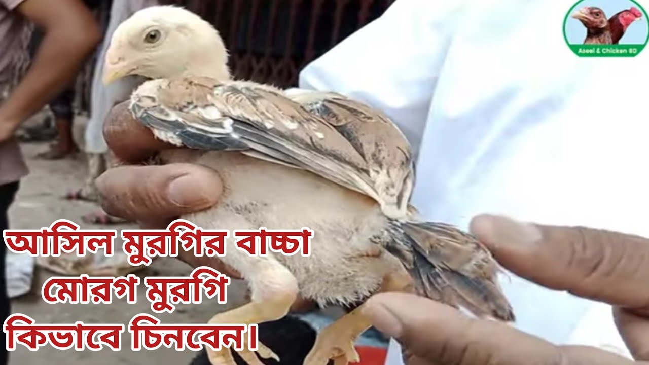 46 আসিল  মুরগির বাচ্চা মোরগ মুরগি কিভাবে চিনবেন  । Aseel baby male female । Aseel & Chicken BD।