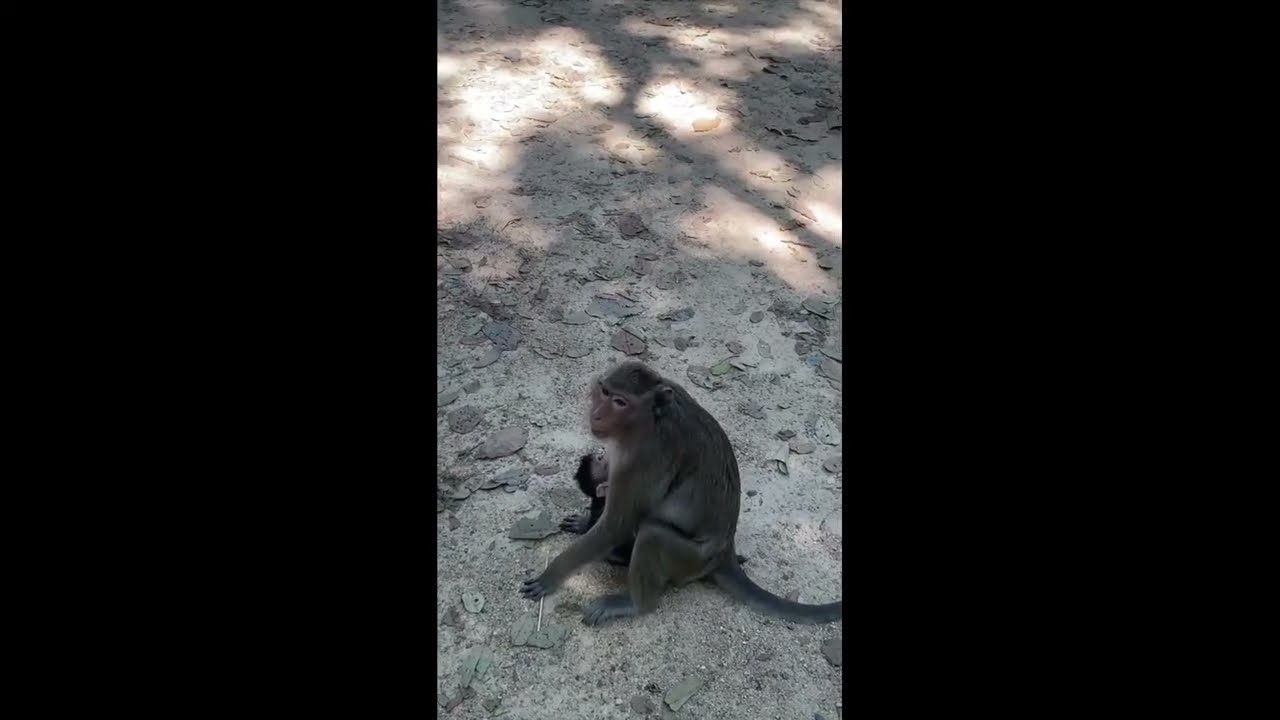 Beautiful Nature Scene: A Mother Monkey Caring for Her Newborn